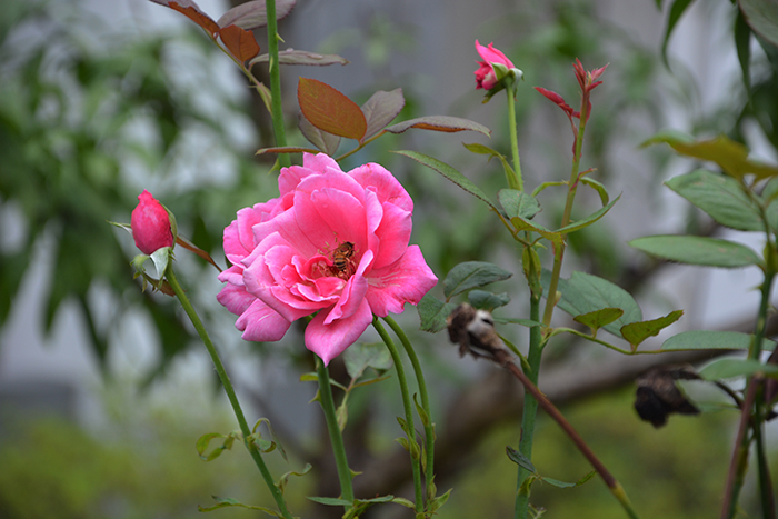 DSC_0365.JPG
