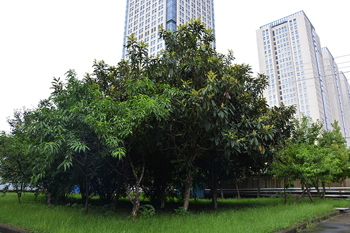 DSC_0088.JPG