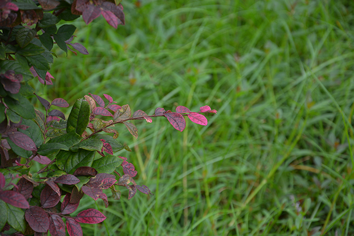 DSC_0399.JPG