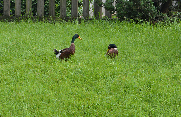 DSC_0083.JPG